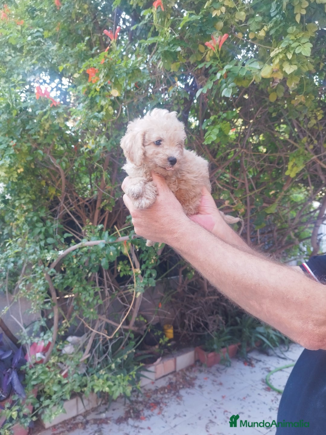 Caniche Toy perros en venta: CANICHES CALIDAD Y SELECCIÓN  - Imagen 1