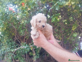 Caniche Toy perros - Anuncio 1