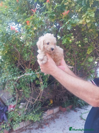 Caniche Toy perros - Anuncio 1