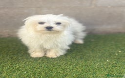 Bichón Maltés perros en venta: Bichon maltés toy - Imagen 15