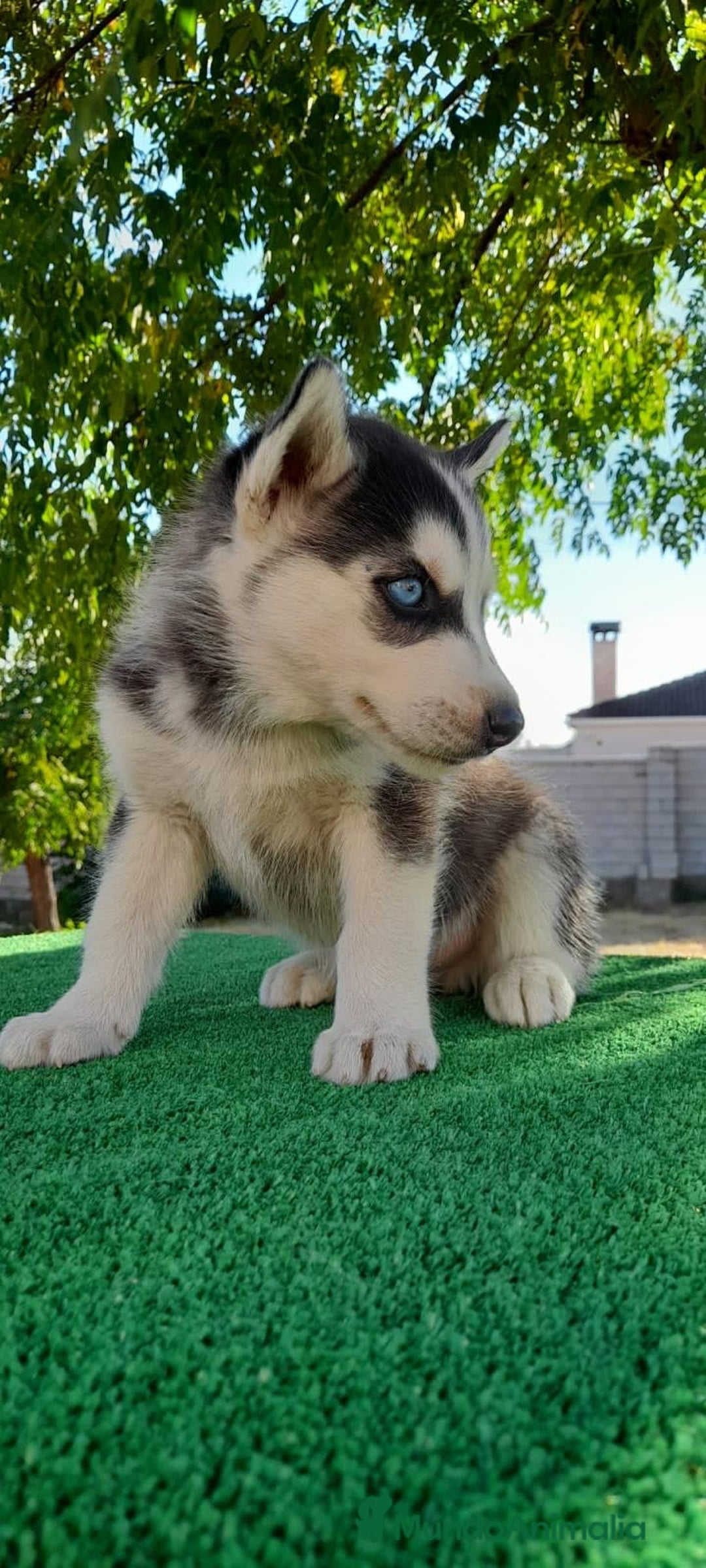 Husky Siberiano perros en venta: Cachorros de Husky Siberiano  - Anuncio 5