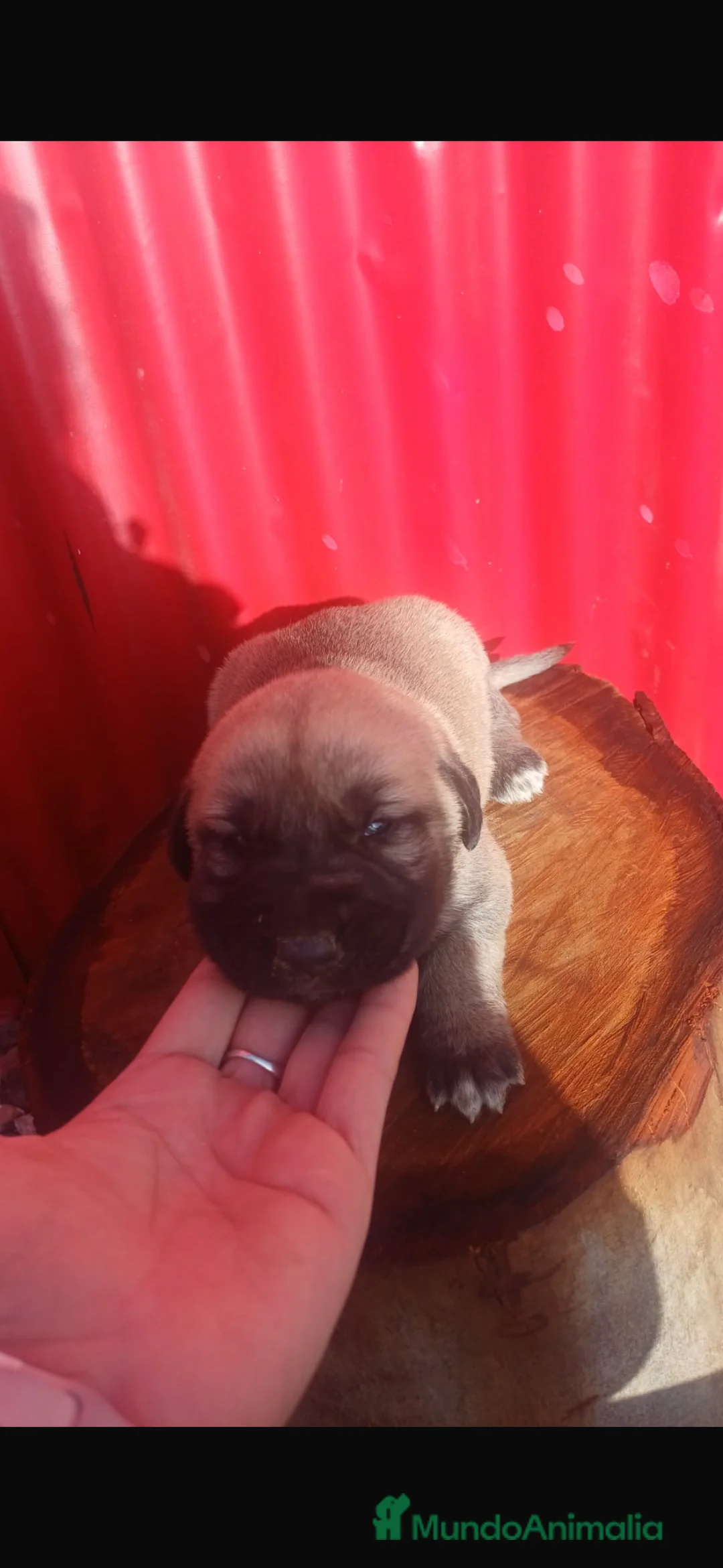 Mastín Español perros en venta: Mastín español macho - Anuncio 1