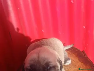 Mastín Español perros Mastín español macho - Anuncio 1