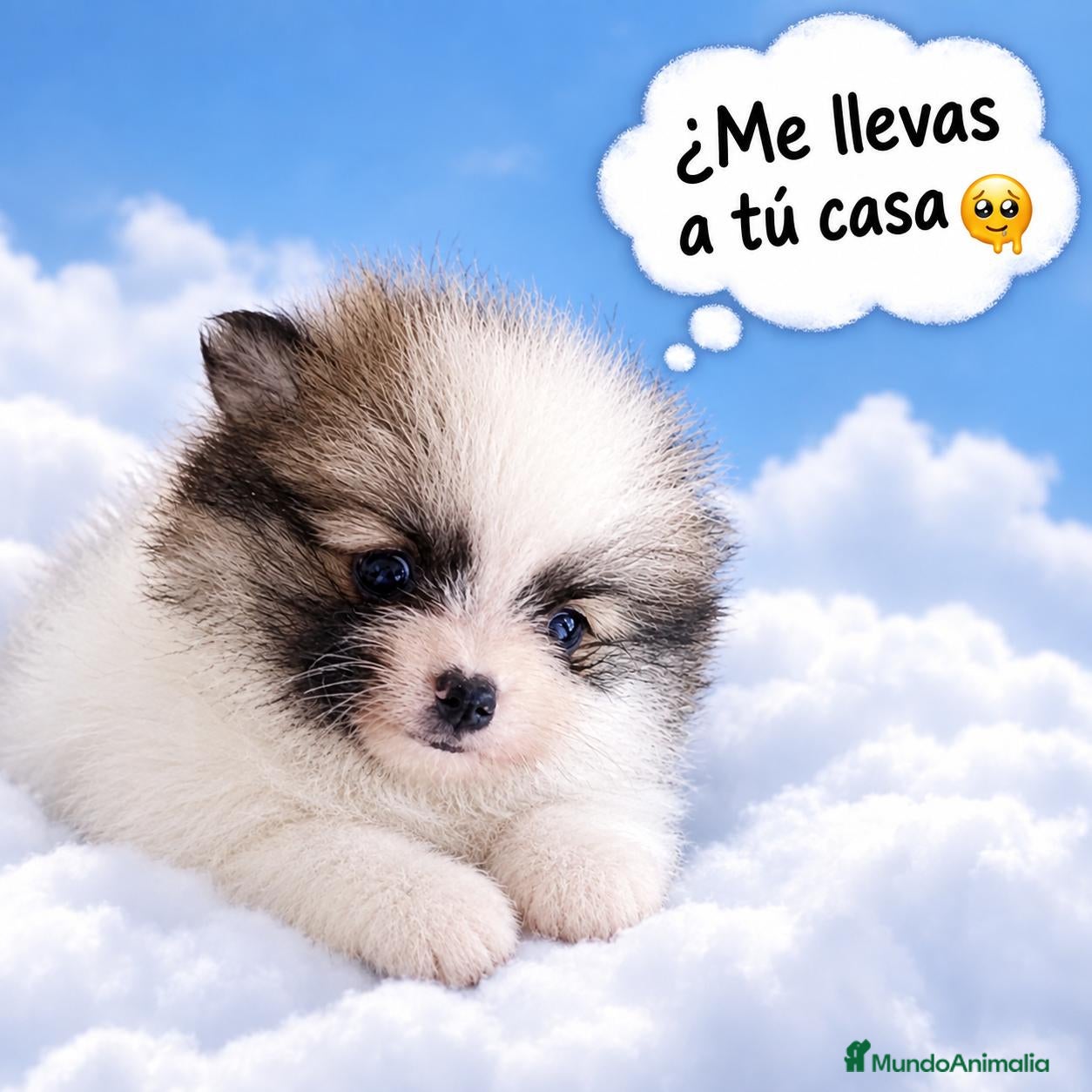 Pomerania perros POMERANIA HEMBRITA CHIQUITA  - Anuncio 19
