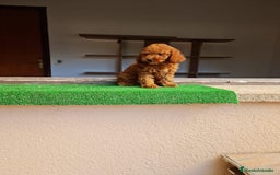 Caniche Toy perros en venta: Caniche miniatura  - Imagen 2