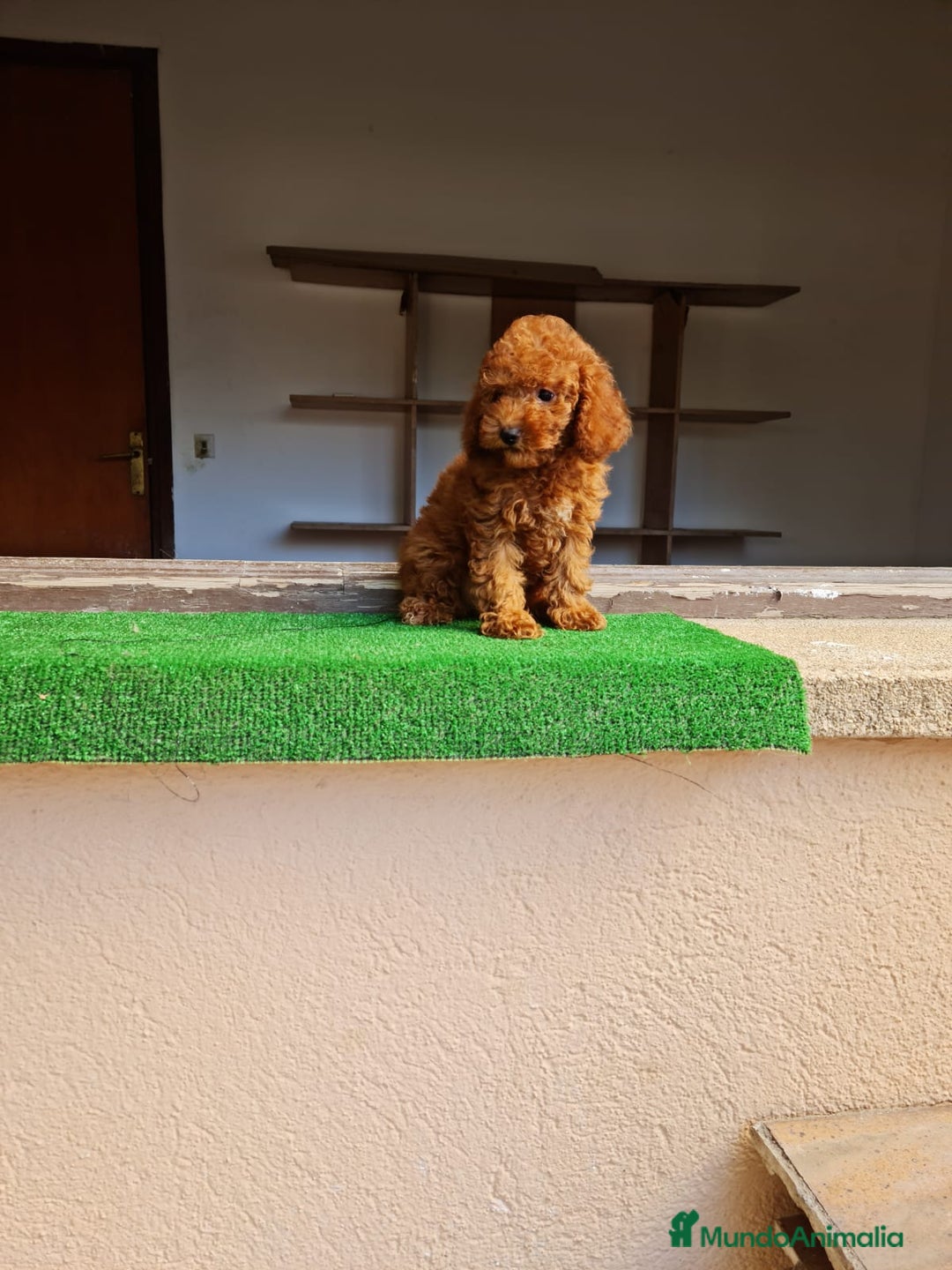 Caniche Toy perros en venta: Caniche miniatura  - Imagen 2
