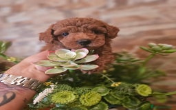 Caniche Toy perros en venta: CAMADA DE CANICHE TOY  - Imagen 5