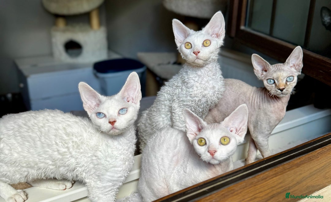 Devon Rex gatos en venta: Devon rex - Imagen 10