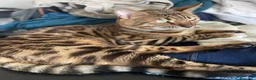 Bengalí gatos en venta: Gato Bengalí Macho  - Anuncio 2