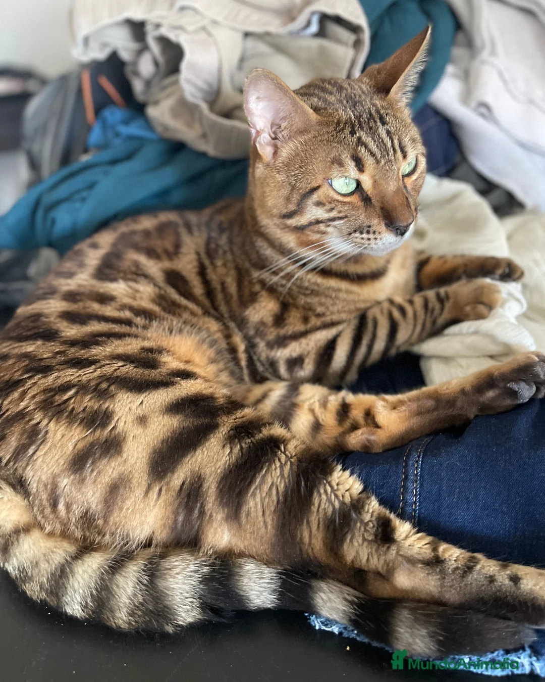 Bengalí gatos en venta: Gato Bengalí Macho  - Anuncio 2