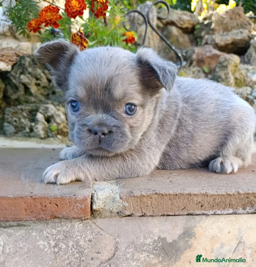 Bulldog Francés perros en venta: Bulldog fluffys  - Anuncio 4