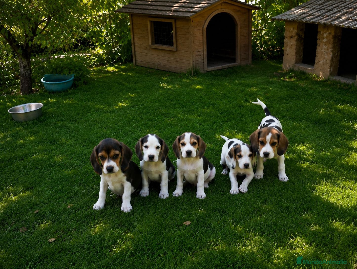 Beagle perros Beagles calidad precio(doble vacunación) - Anuncio 2