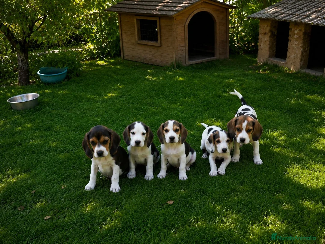 Beagle perros en venta: Beagles calidad precio(doble vacunación) - Anuncio 1