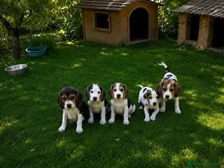 Beagle perros Beagles calidad precio(doble vacunación) - Anuncio 2