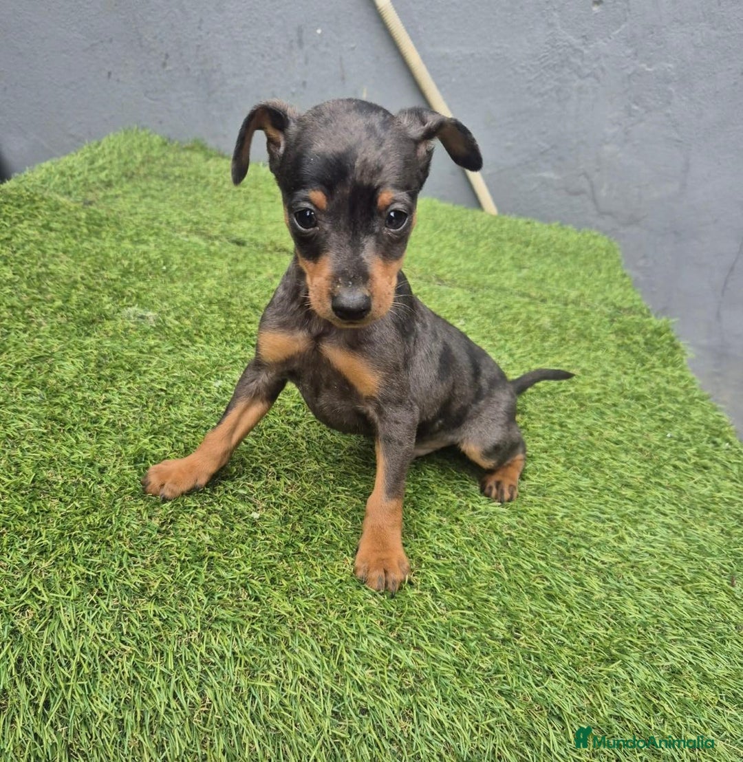 Pinscher Miniatura perros en venta: Pinscher miniatura merle - Anuncio 10