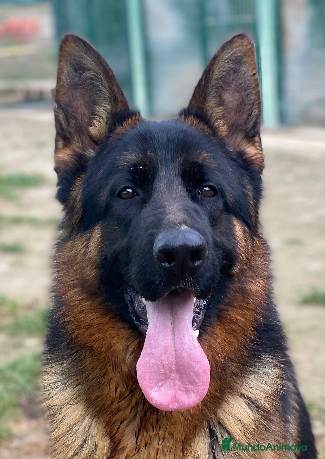 Pastor Alemán perros en venta: Cachorros de pastor alemán  en Salamanca - Imagen 19