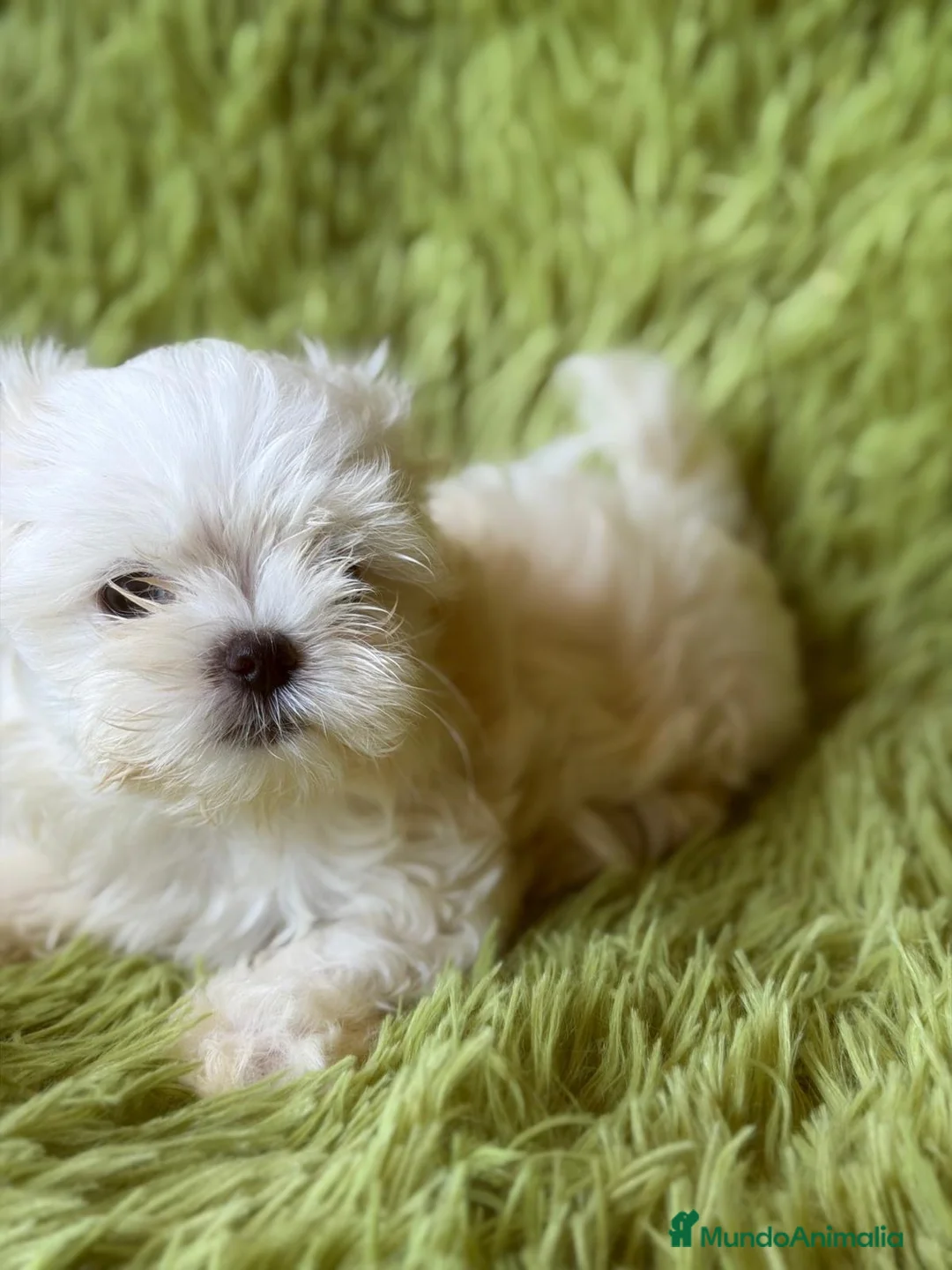 Bichón Maltés perros en venta: BICHÓN MALTES MINI TOY COREANO - Anuncio 2