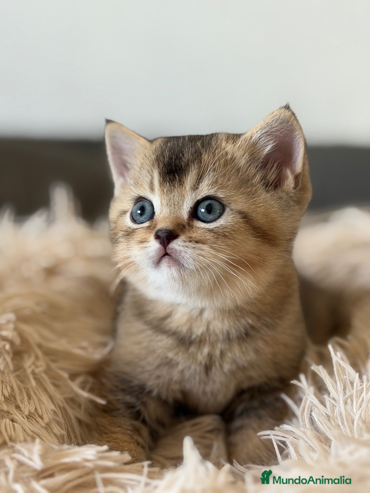 Británico de Pelo Corto gatos British golden - Anuncio 1