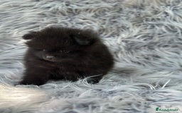 Pomerania perros en venta: Pomerania  - Imagen 6