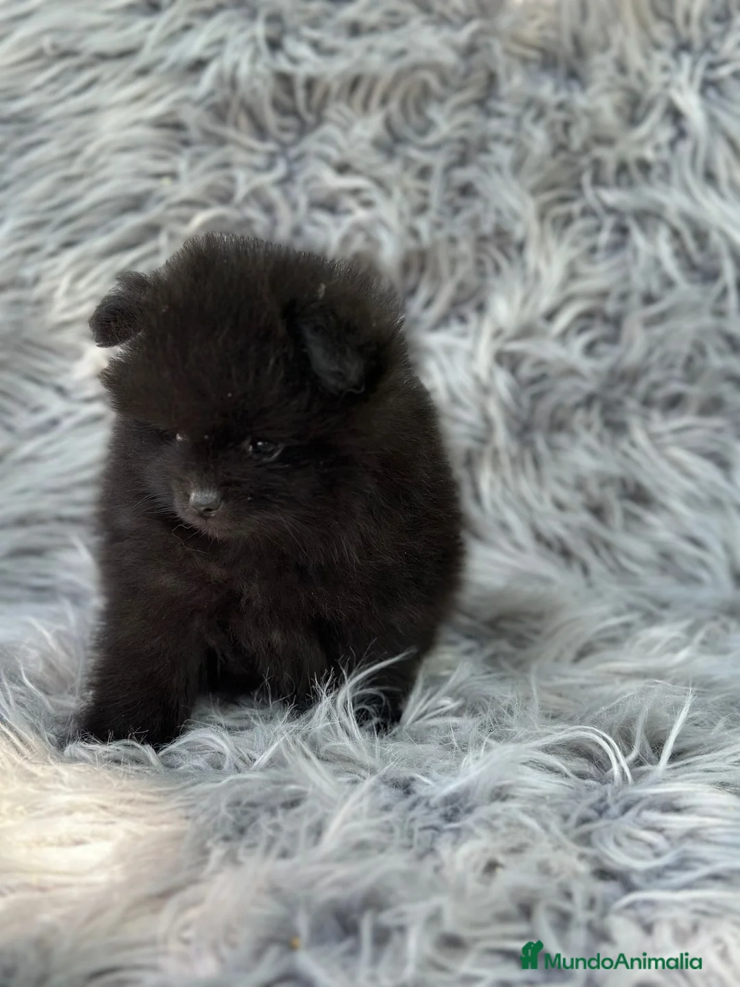Pomerania perros en venta: Pomerania  - Anuncio 6