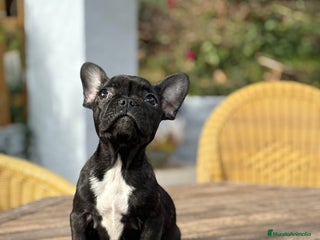 Bulldog Francés perros Bulldog francés Hembra negrita increíble - Anuncio 1