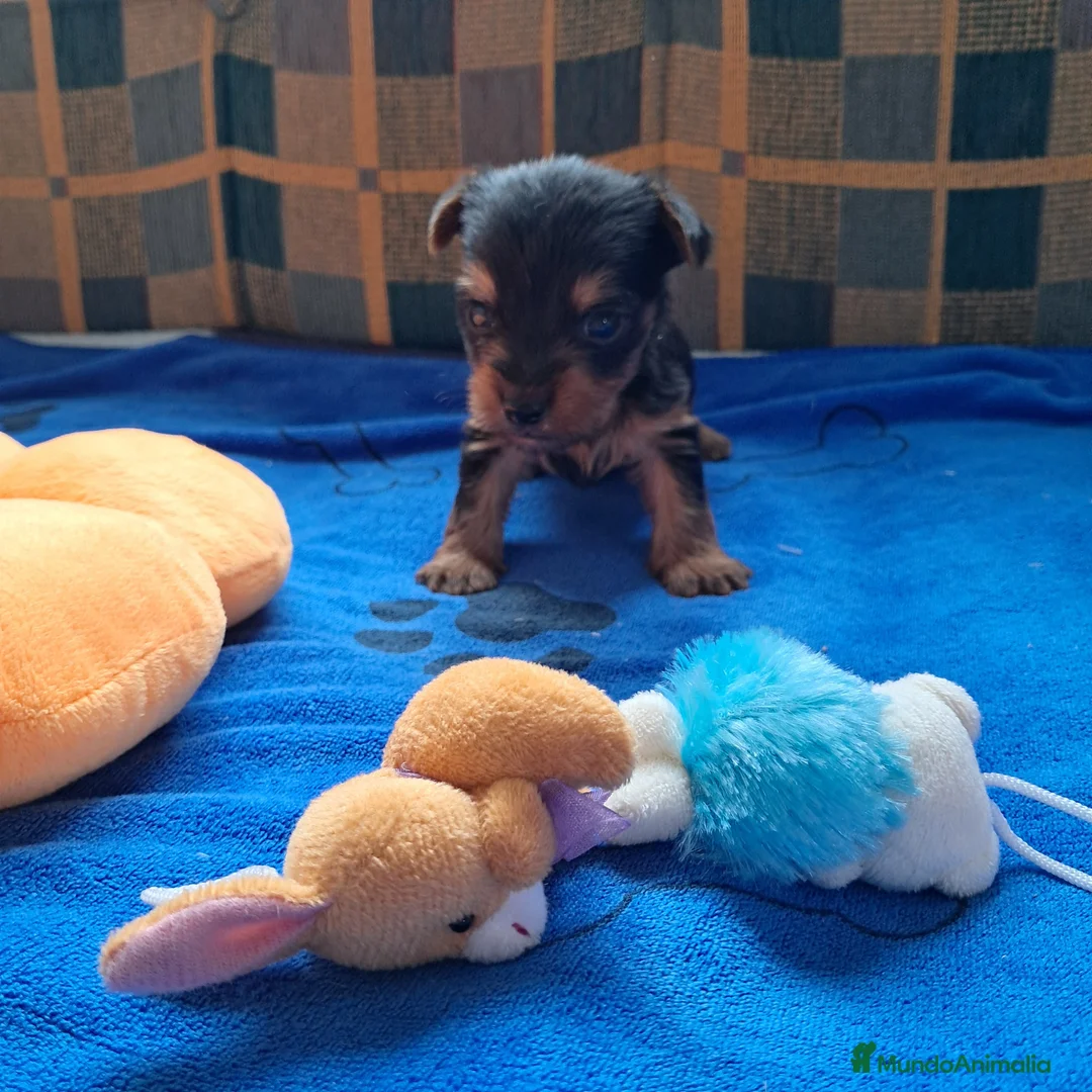 Yorkshire Terrier perros en venta: Bebés Yorkshire Macho  - Anuncio 1