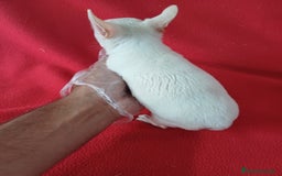 Chihuahua perros en venta: Chihuahua Mini  - Imagen 3