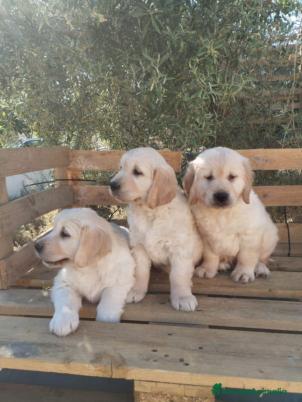 Golden Retriever perros Cachorros de Golden Retriever - Anuncio 1