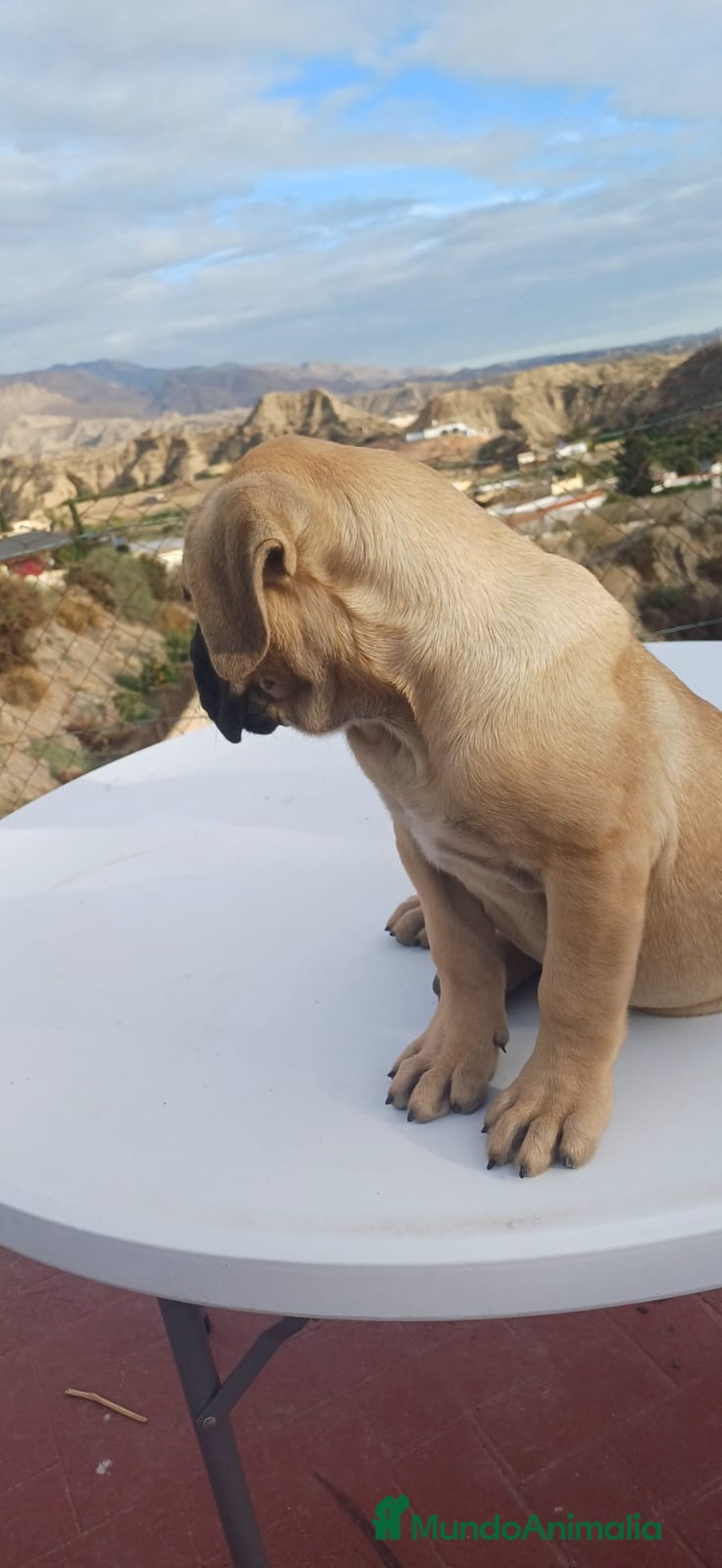 Cane Corso perros en venta: Última hembra de Cane Corso !! - Anuncio 7