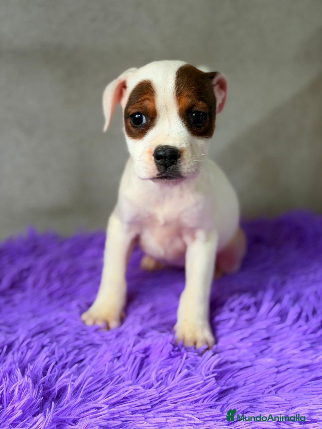 Staffordshire Bull Terrier perros en venta: Staffordshire hembra  - Anuncio 8
