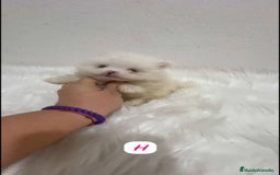 Pomerania perros en venta: POMERANIA LULÚ MINI TOY  - Imagen 4