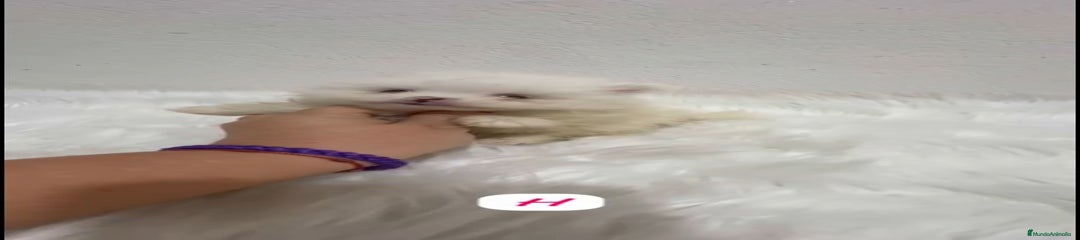 Pomerania Cachorro 2