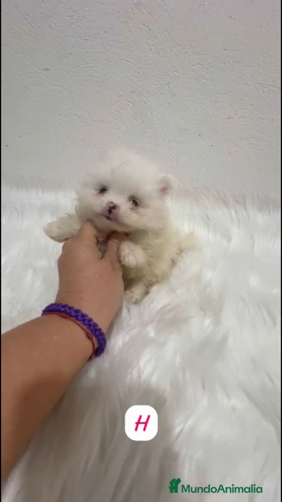 Pomerania perros en venta: POMERANIA LULÚ MINI TOY  - Imagen 4