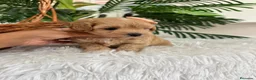 Maltipoo perros en venta: MALTIPOO HEMBRA - Anuncio 5