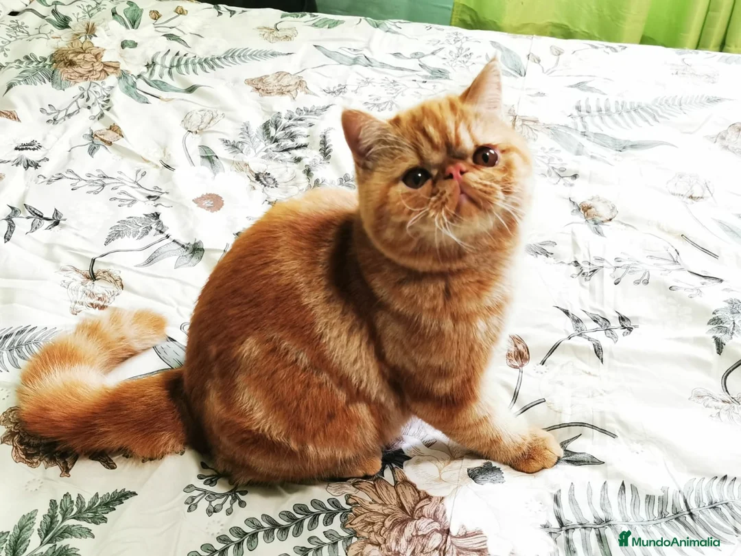 Persa gatos en venta: Camada persas exoticos - Anuncio 4