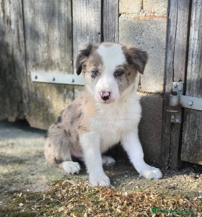 Border Collie perros Cachorros border collie 2 meses - Anuncio 18