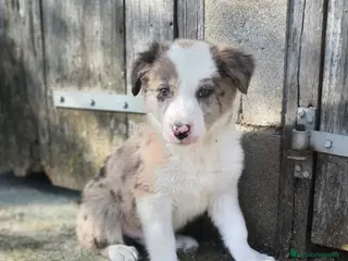 Border Collie perros Cachorros border collie 2 meses - Anuncio 18