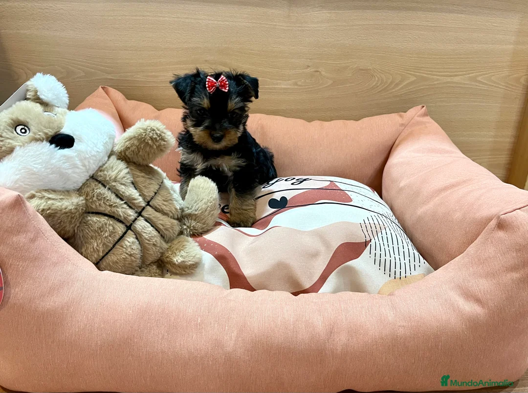 Yorkshire Terrier perros en venta: Yorkshire preciosos en Barcelona - Anuncio 2