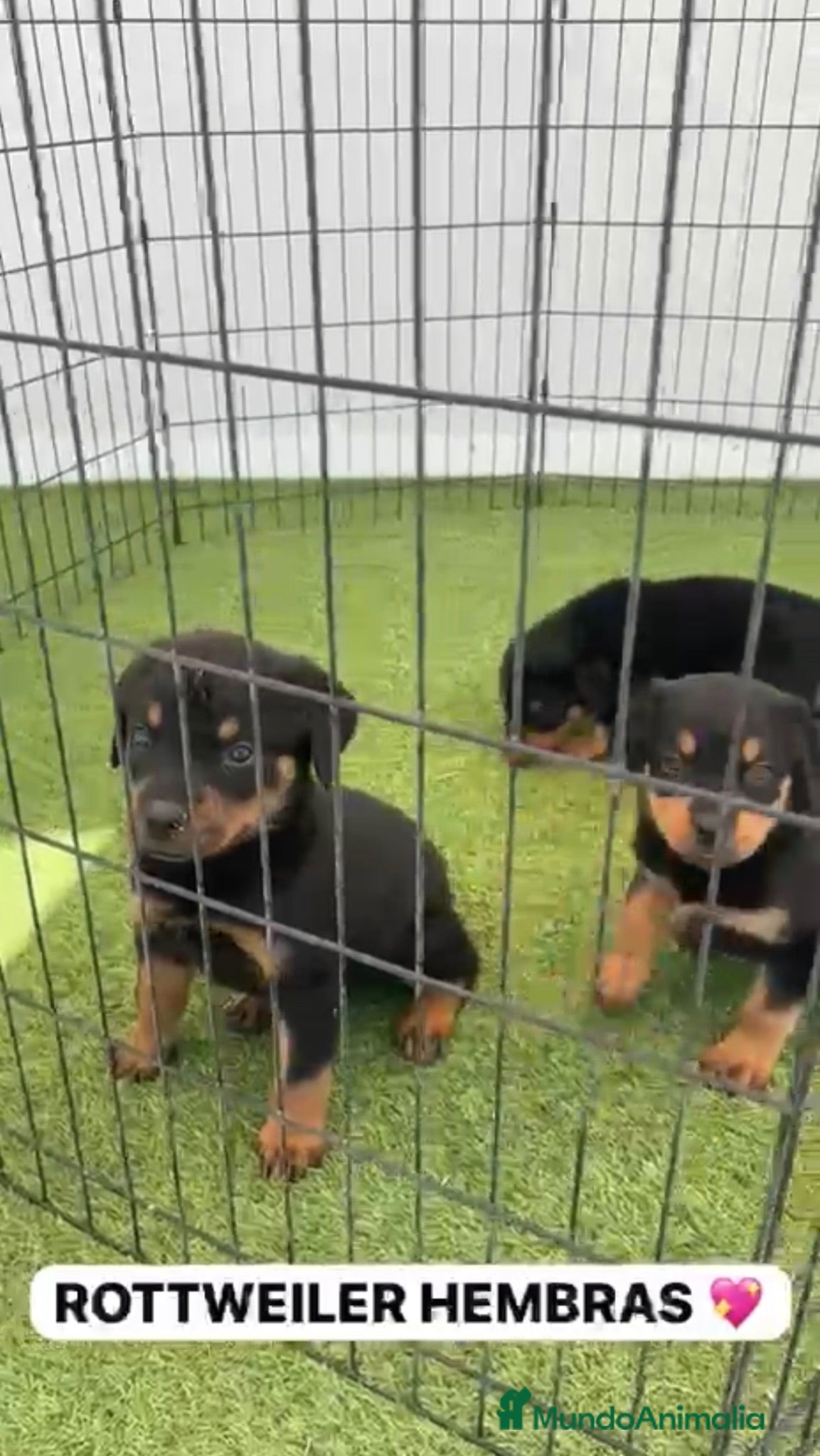 Rottweiler perros CACHORRO DE ROTTWEILER - Anuncio 1