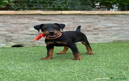 Terrier Alemán de Caza perros en venta: Cachorro macho Jagd terrier  - Imagen 1