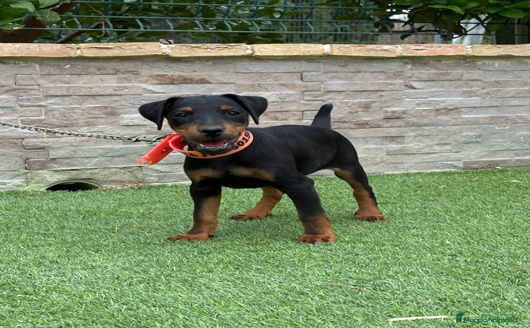 Terrier Alemán de Caza perros - Propaganda 4