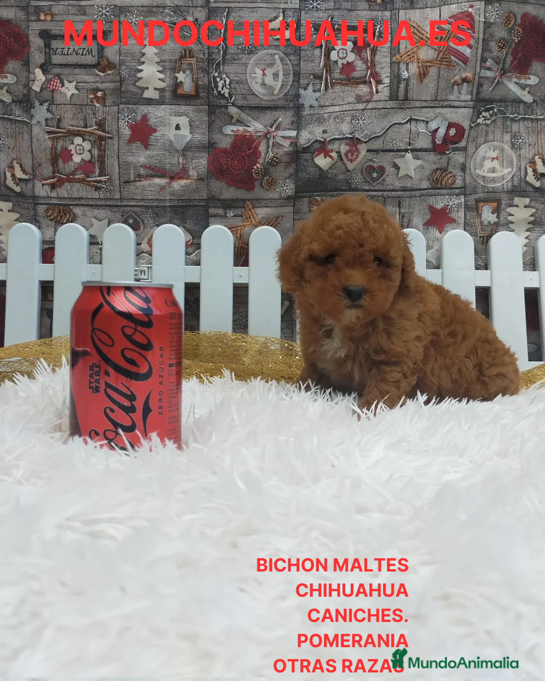 Caniche Toy perros PRECIOSOS CANICHE  ROJO LINEA TOY  - Anuncio 1