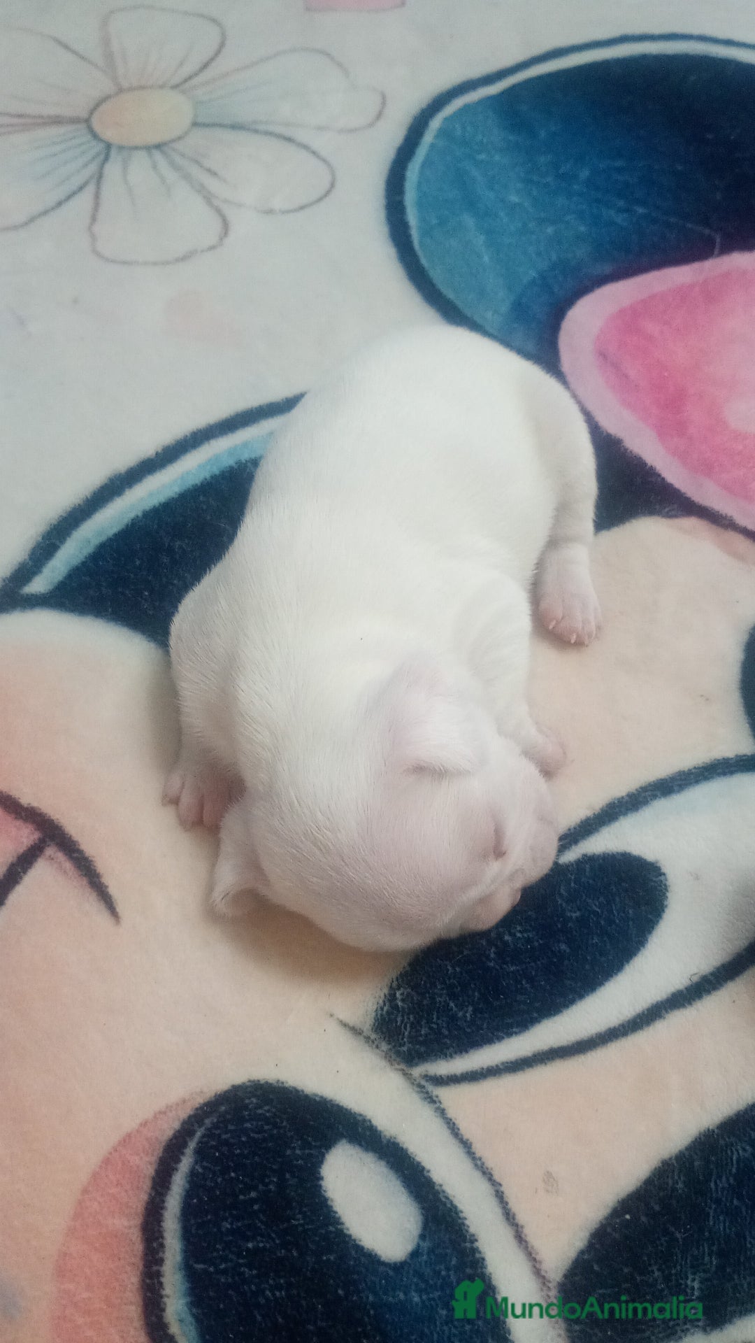 Bulldog Francés perros en venta: Macho bulldog francés  - Anuncio 2