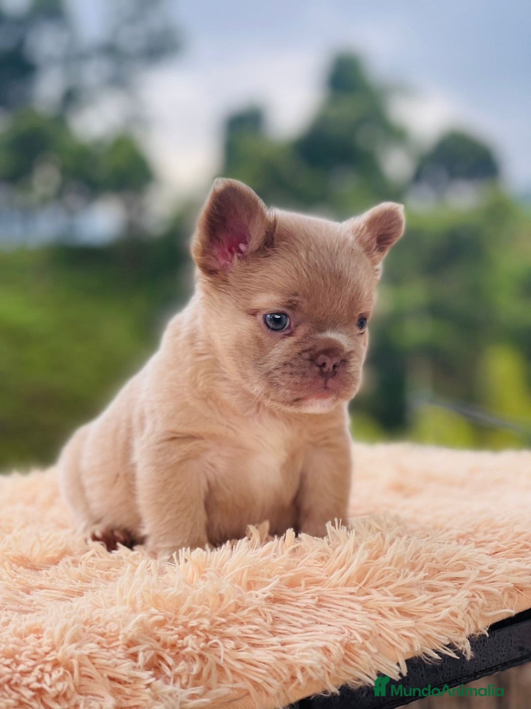 Bulldog Francés perros en venta: Bulldog francés puppy exoticos  - Anuncio 8