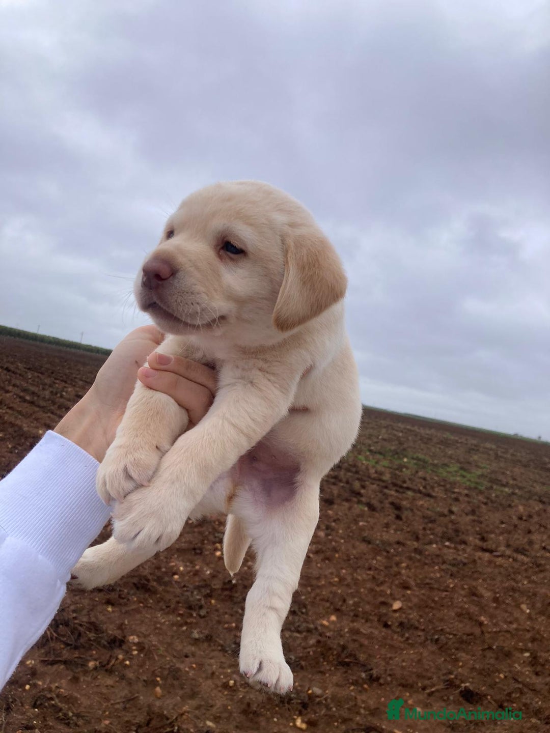 Labrador Retriever perros en venta: Labrador retriever  - Anuncio 5