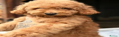 Caniche Enano 1