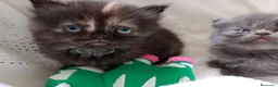 Exótico de Pelo Largo gatos en venta: Gatitos persa himalayo  - Anuncio 13