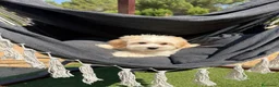 Maltipoo perros en venta: Maltipoo de tres meses machos !!! - Anuncio 7