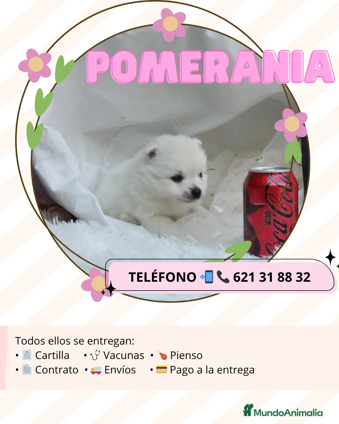 Pomerania perros en venta: Cachorros de pomerania enano 💖 - Anuncio 1