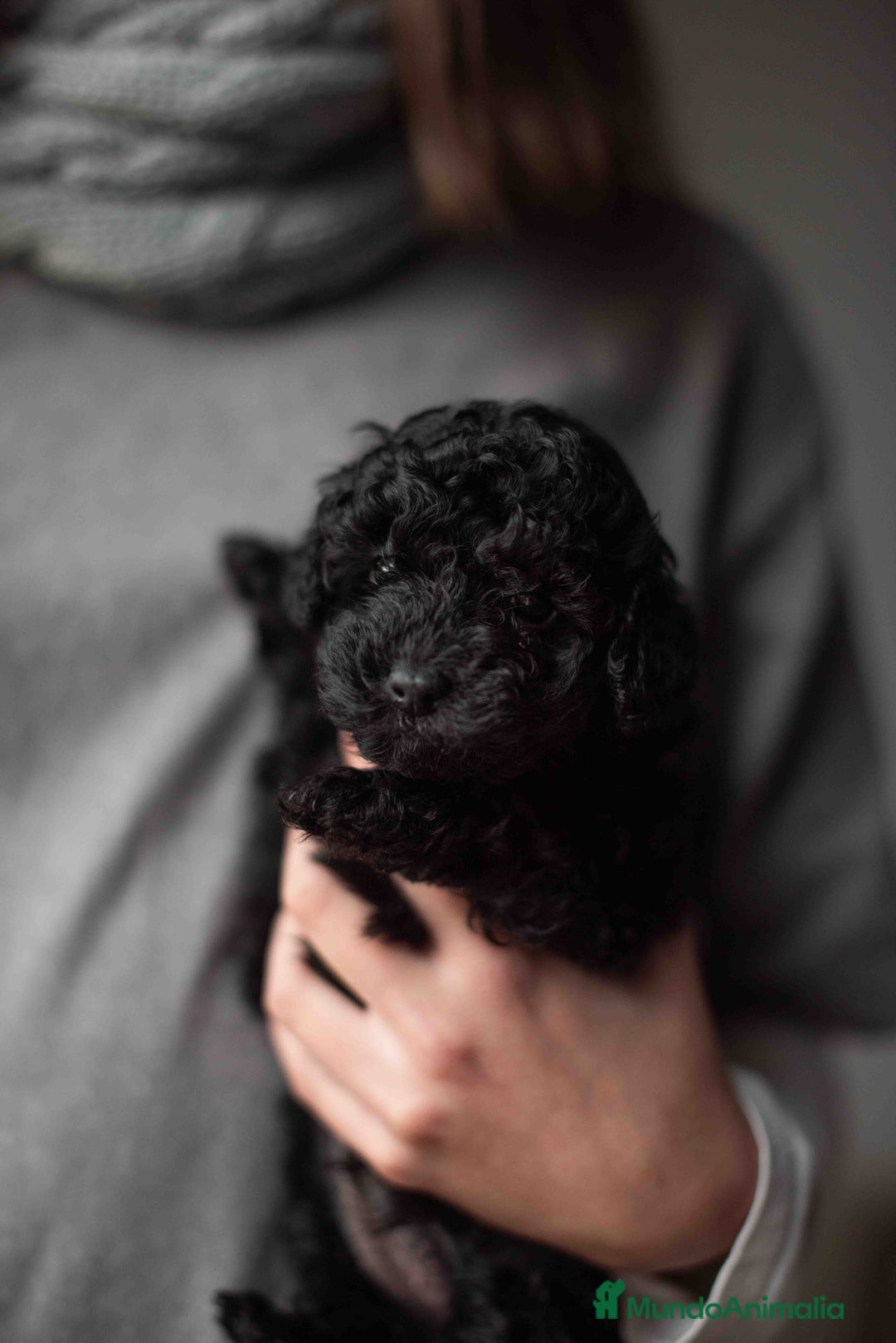 Caniche Toy perros en venta: Caniches toys negros - Anuncio 4